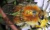Bombus sp.